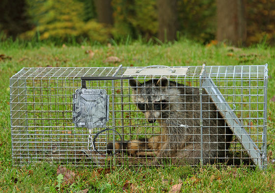 Kablosuz HD Av Kameraları