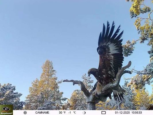 IP65 Su Geçirmez 4G İz Kamerası