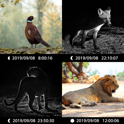 Çift lensli gizli kamera KW696 OEM/ODM 0.4s tetikleyici 1080P/30MP su geçirmez IP67 vahşi yaşam avlanması için 100ft gece aralığı
