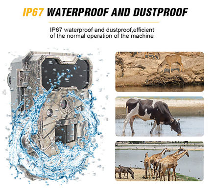 Hareket Aktif Vahşi Yaşam Kamerası